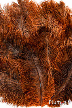 Struisvogel - 13-18 cm - oranje-grijs